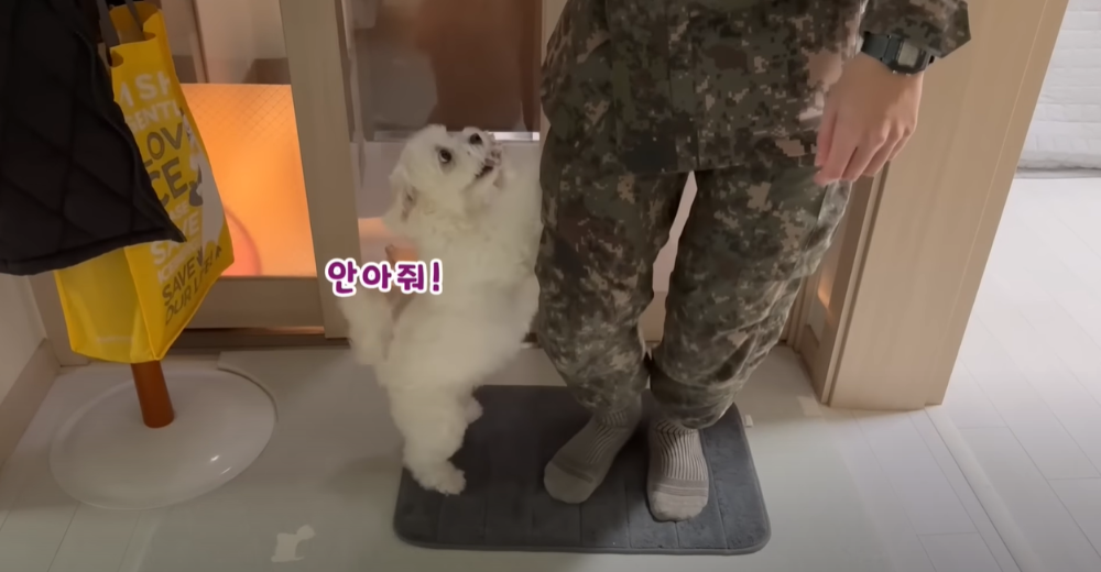 Internet_20230123_113544_15.png 군대간 오빠만 기다리던 강아지 근황 ㄷㄷㄷㄷ.....JPG