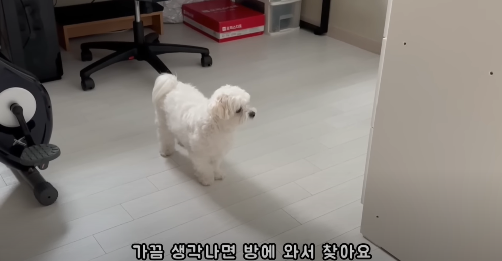 Internet_20230123_113544_4.png 군대간 오빠만 기다리던 강아지 근황 ㄷㄷㄷㄷ.....JPG