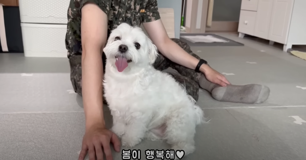 Internet_20230123_113544_35.png 군대간 오빠만 기다리던 강아지 근황 ㄷㄷㄷㄷ.....JPG