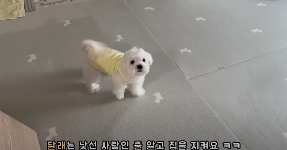 Internet_20230123_113544_13.png 군대간 오빠만 기다리던 강아지 근황 ㄷㄷㄷㄷ.....JPG