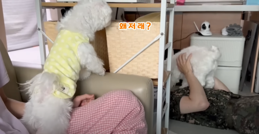 Internet_20230123_113544_47.png 군대간 오빠만 기다리던 강아지 근황 ㄷㄷㄷㄷ.....JPG