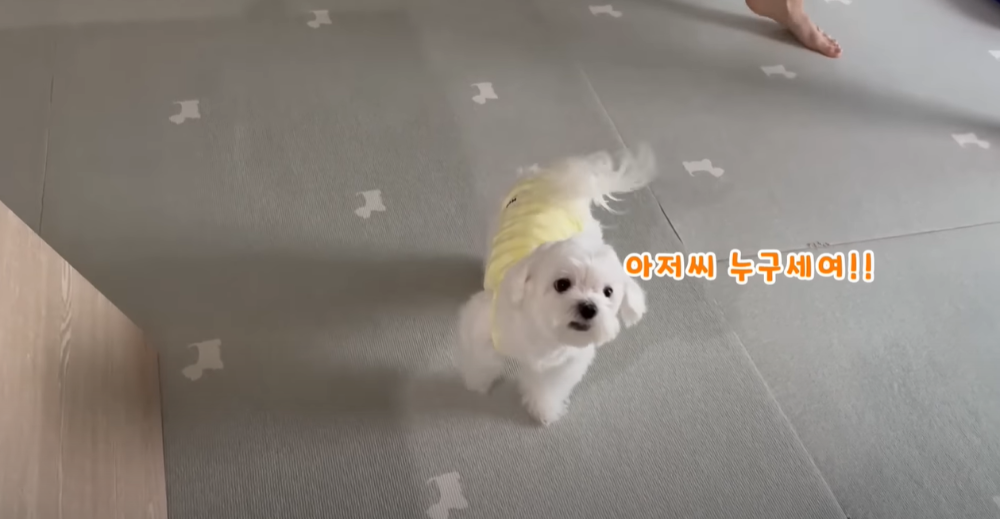 Internet_20230123_113544_14.png 군대간 오빠만 기다리던 강아지 근황 ㄷㄷㄷㄷ.....JPG