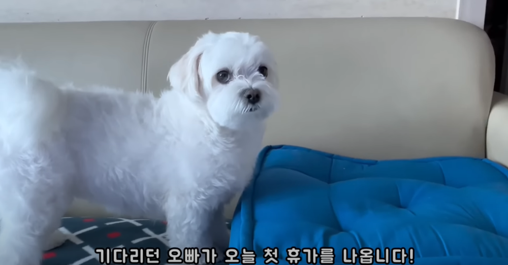 Internet_20230123_113544_6.png 군대간 오빠만 기다리던 강아지 근황 ㄷㄷㄷㄷ.....JPG